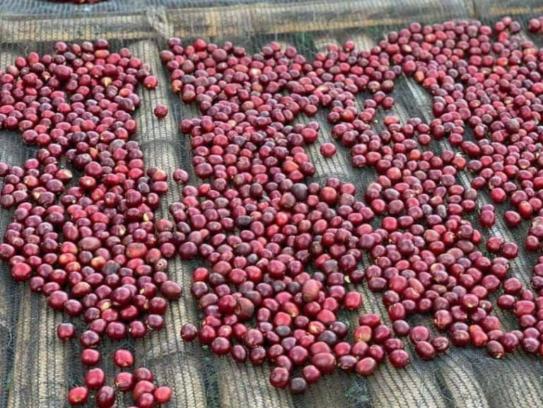 Toptan Kahve Alımında Etik Kaynak Kullanımının Marka İmajına Etkisi