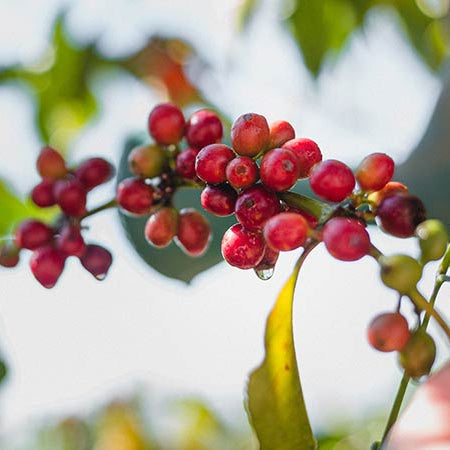 Bölge ve İşleme Yöntemlerine Göre Filtre Kahve Çeşitleri